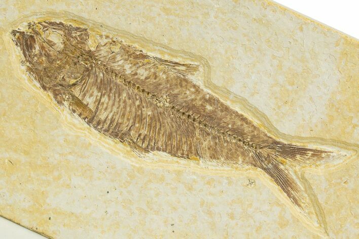 Detailed Fossil Fish (Knightia) - Wyoming #329559